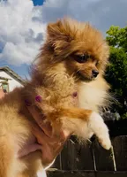 Yin, a male Pomeranian for sale in Avon Park, FL – Photo 2 of 7