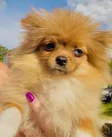 Yin, a male Pomeranian for sale in Avon Park, FL – Photo 3 of 7