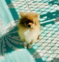 Yin, a male Pomeranian for sale in Avon Park, FL – Photo 6 of 7