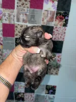 Jelly Bean, a female Pomeranian for sale in Avon Park, FL – Photo 2 of 6