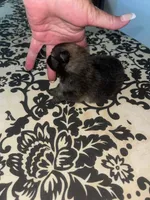 Jelly Bean, a female Pomeranian for sale in Avon Park, FL – Photo 4 of 6