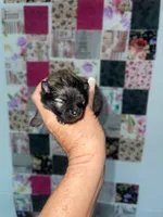 Jelly Bean, a female Pomeranian for sale in Avon Park, FL – Photo 1 of 6