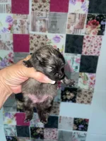 Jelly Bean, a female Pomeranian for sale in Avon Park, FL – Photo 3 of 6