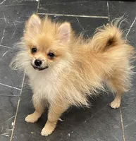 Micro Sunny, a male Pomeranian for sale in Avon Park, FL – 3 of 10