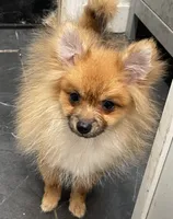 Micro Lucky, a male Pomeranian for sale in Avon Park, FL – 6 of 6