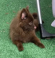 Extra Micro Mocha, a male Pomeranian for sale in Avon Park, FL – 6 of 9
