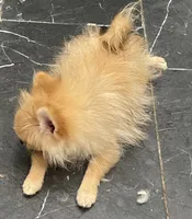 Micro Sunny, a male Pomeranian for sale in Avon Park, FL – 9 of 10