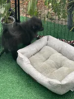 Raven, a female Pomeranian for sale in Avon Park, FL – 3 of 4