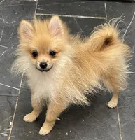 Micro Sunny, a male Pomeranian for sale in Avon Park, FL – 1 of 10