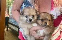 Yin, a male Pomeranian for sale in Avon Park, FL – Photo 2 of 3