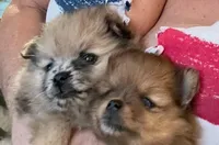 Yin, a male Pomeranian for sale in Avon Park, FL – Photo 3 of 3