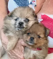 Yin, a male Pomeranian for sale in Avon Park, FL – Photo 1 of 3