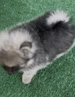 Sting, a male Pomeranian for sale in Avon Park, FL – 4 of 8
