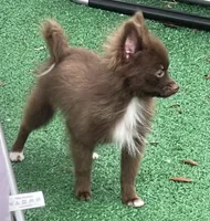 Extra Micro Truffles, a male Pomeranian for sale in Avon Park, FL – 6 of 9