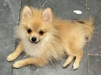 Micro Sunny, a male Pomeranian for sale in Avon Park, FL – 2 of 10