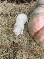 NOEL - Pomsky, a female Pomsky for sale in Avon Park, FL – Photo 2 of 5