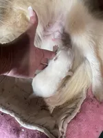 NOEL - Pomsky, a female Pomsky for sale in Avon Park, FL – Photo 4 of 5