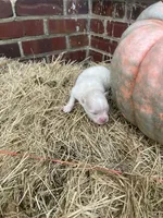 NOEL - Pomsky, a female Pomsky for sale in Avon Park, FL – Photo 3 of 5