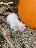 NOEL - Pomsky, a female Pomsky for sale in Avon Park, FL – Photo 1 of 5