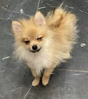 Micro Sunny, a male Pomeranian for sale in Avon Park, FL – 7 of 10