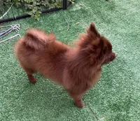 Extra Micro Mocha, a male Pomeranian for sale in Avon Park, FL – 3 of 9
