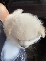 Holly, a female Pomeranian for sale in Avon Park, FL – Photo 6 of 6