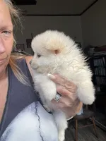 Holly, a female Pomeranian for sale in Avon Park, FL – Photo 3 of 6