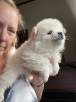 Holly, a female Pomeranian for sale in Avon Park, FL – Photo 4 of 6