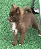 Extra Micro Truffles, a male Pomeranian for sale in Avon Park, FL – 4 of 9