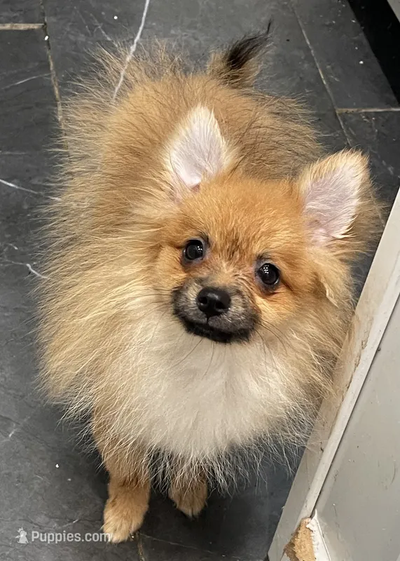 Micro Lucky – Pomeranian puppy for sale in Avon Park, FL