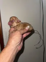 Joy, a female Pomeranian for sale in Avon Park, FL – Photo 6 of 6