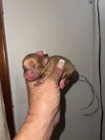 Joy, a female Pomeranian for sale in Avon Park, FL – Photo 4 of 6