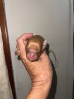 Joy, a female Pomeranian for sale in Avon Park, FL – Photo 5 of 6