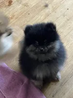 ARMANI  *  AKC, a male Pomeranian for sale in Avon Park, FL – Photo 2 of 4