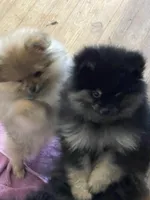 ARMANI  *  AKC, a male Pomeranian for sale in Avon Park, FL – Photo 3 of 4