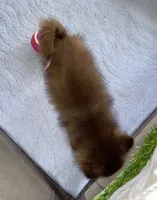 Extra Micro Truffles, a male Pomeranian for sale in Avon Park, FL – 5 of 9