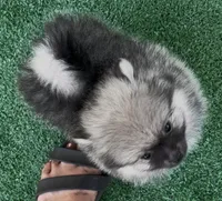 Sting, a male Pomeranian for sale in Avon Park, FL – 2 of 8