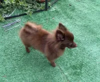 Extra Micro Mocha, a male Pomeranian for sale in Avon Park, FL – 7 of 9