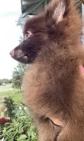 Extra Micro Mocha, a male Pomeranian for sale in Avon Park, FL – 9 of 9