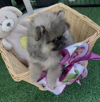 Sting, a male Pomeranian for sale in Avon Park, FL – 8 of 8