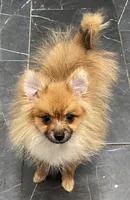 Micro Lucky, a male Pomeranian for sale in Avon Park, FL – 3 of 6