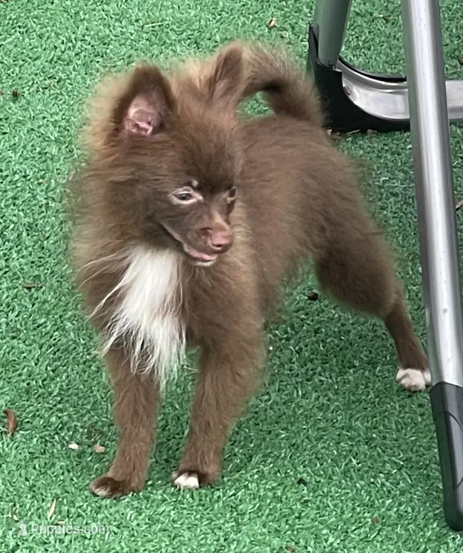 Extra Micro Truffles – Pomeranian puppy for sale in Avon Park, FL
