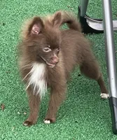 Extra Micro Truffles, a male Pomeranian for sale in Avon Park, FL – 1 of 9