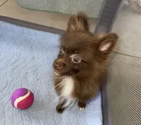 Extra Micro Truffles, a male Pomeranian for sale in Avon Park, FL – 9 of 9