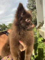 Extra Micro Mocha, a male Pomeranian for sale in Avon Park, FL – 2 of 9