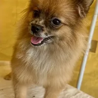 GIGGLES, a male Pomeranian for sale in Avon Park, FL – Photo 2 of 5