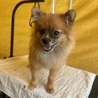 GIGGLES, a male Pomeranian for sale in Avon Park, FL – Photo 4 of 5