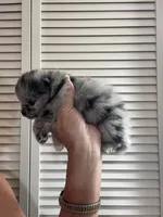 Comet, a female Pomeranian for sale in Avon Park, FL – Photo 8 of 10