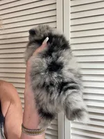 Comet, a female Pomeranian for sale in Avon Park, FL – Photo 6 of 10