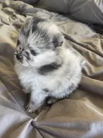 Comet, a female Pomeranian for sale in Avon Park, FL – Photo 4 of 10